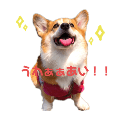 [LINEスタンプ] ぼく、コーギーぽてち2