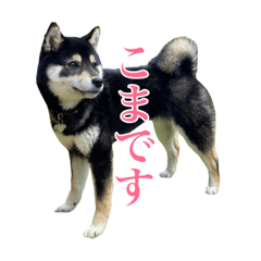 [LINEスタンプ] 少し大きくなったこまです。