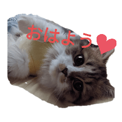 [LINEスタンプ] 猛獣くるみちゃんの日常！