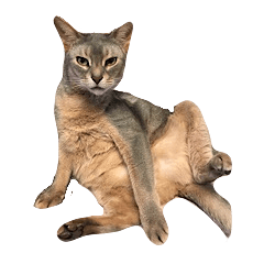 [LINEスタンプ] すすめ！猫カン吉