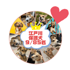 [LINEスタンプ] 江戸川多頭崩壊保護ワン85っ子の楽しい毎日