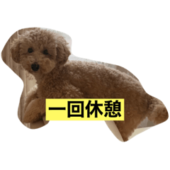 [LINEスタンプ] どーもトイプードルです。