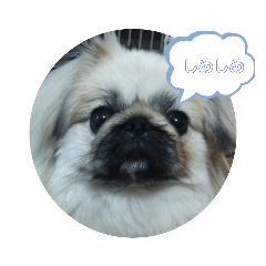 [LINEスタンプ] 愛犬はぺキニーズ