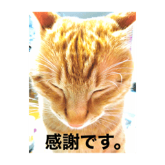 [LINEスタンプ] まめこー