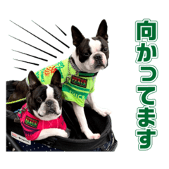 [LINEスタンプ] ぼすてりくかい2