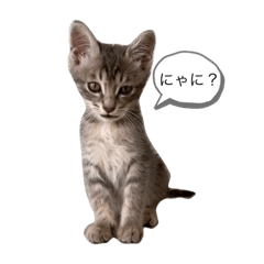 [LINEスタンプ] しもてぃーず