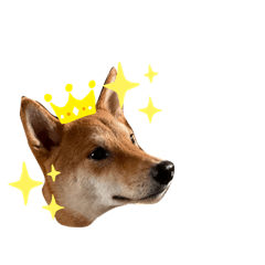 [LINEスタンプ] 柴犬今日のはち君