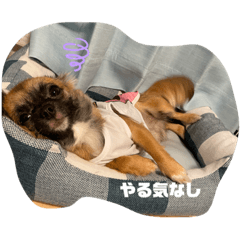 [LINEスタンプ] 愉快な仲間(わんこ)達