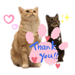 [LINEスタンプ] みー＆まーときゃん