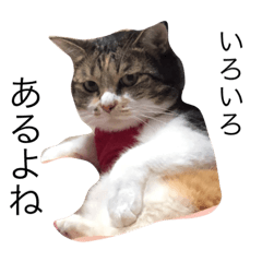 [LINEスタンプ] みんな大好きくるみちゃん2