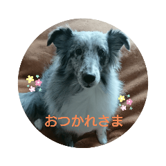 [LINEスタンプ] シェルティ雪