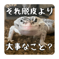 [LINEスタンプ] ヒョウモントカゲモドキのマック