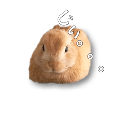 [LINEスタンプ] ドンちゃんスタンプ いろいろ