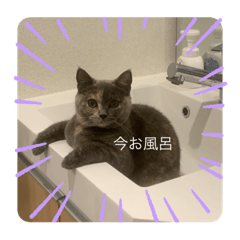 [LINEスタンプ] ぬーと一緒☆彡.。