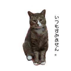 [LINEスタンプ] とみとねこ