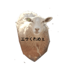[LINEスタンプ] 今日のめぇ