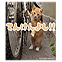 [LINEスタンプ] 立ち猫スタンプ