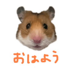 [LINEスタンプ] はむお♀スタンプ