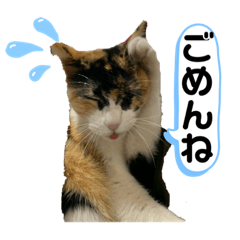 [LINEスタンプ] OKだよー！のスタンプ！