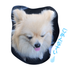 [LINEスタンプ] ポメのこーちゃん