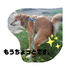 [LINEスタンプ] 柴犬さこんじ