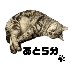 [LINEスタンプ] ねこ目線 Neo