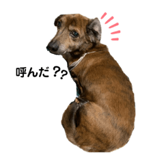 [LINEスタンプ] 愛犬ことらの使えるスタンプ