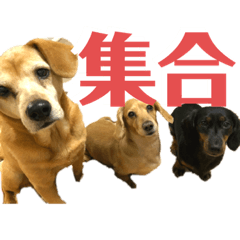 [LINEスタンプ] プリムスフラン♡