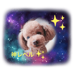 [LINEスタンプ] トイプー コロンの日常