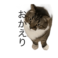 [LINEスタンプ] ねこねこにゃんにゃーん