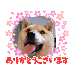[LINEスタンプ] 柴犬こまち2
