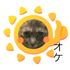 [LINEスタンプ] まゆと5匹のねこ3