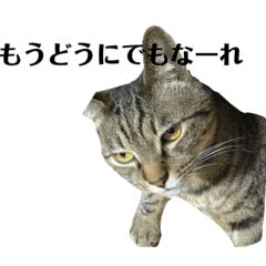 [LINEスタンプ] にゃんたろう＾＾