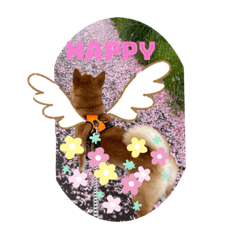 [LINEスタンプ] 柴犬今日のはち君。の画像（メイン）