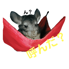 [LINEスタンプ] うちのチンチラさん⑥