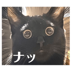 [LINEスタンプ] 【黒猫 Lei ch スタンプ】