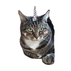 [LINEスタンプ] ねこのあっちゃん