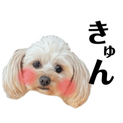 [LINEスタンプ] ぷーがいっぱい