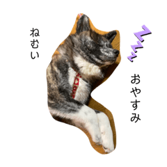 [LINEスタンプ] 愛犬はじめくん