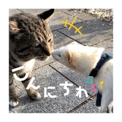 [LINEスタンプ] フェレット日和。