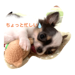 [LINEスタンプ] 仔犬チワワ