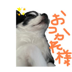 [LINEスタンプ] 犬 チワワ るん
