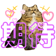 [LINEスタンプ] 短足マンチカンのクリスタちゃん♀7