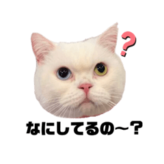 [LINEスタンプ] マンチカンのみかん