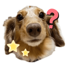 [LINEスタンプ] ダックスのあーたんだよ◡̈