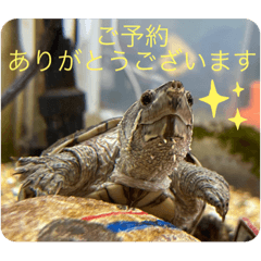 [LINEスタンプ] きざきのアイドル、スクワート