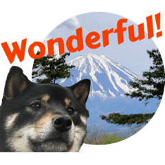 [LINEスタンプ] あたしは黒い柴犬だワン！