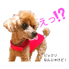 [LINEスタンプ] 広島弁のトイプードルりゅうちゃん4彩り編