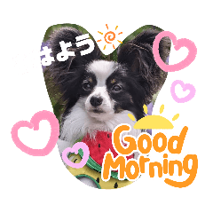 [LINEスタンプ] パピヨンの笑門ちゃん
