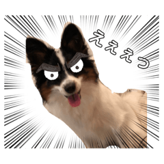 [LINEスタンプ] パピヨントライのもっちゃん